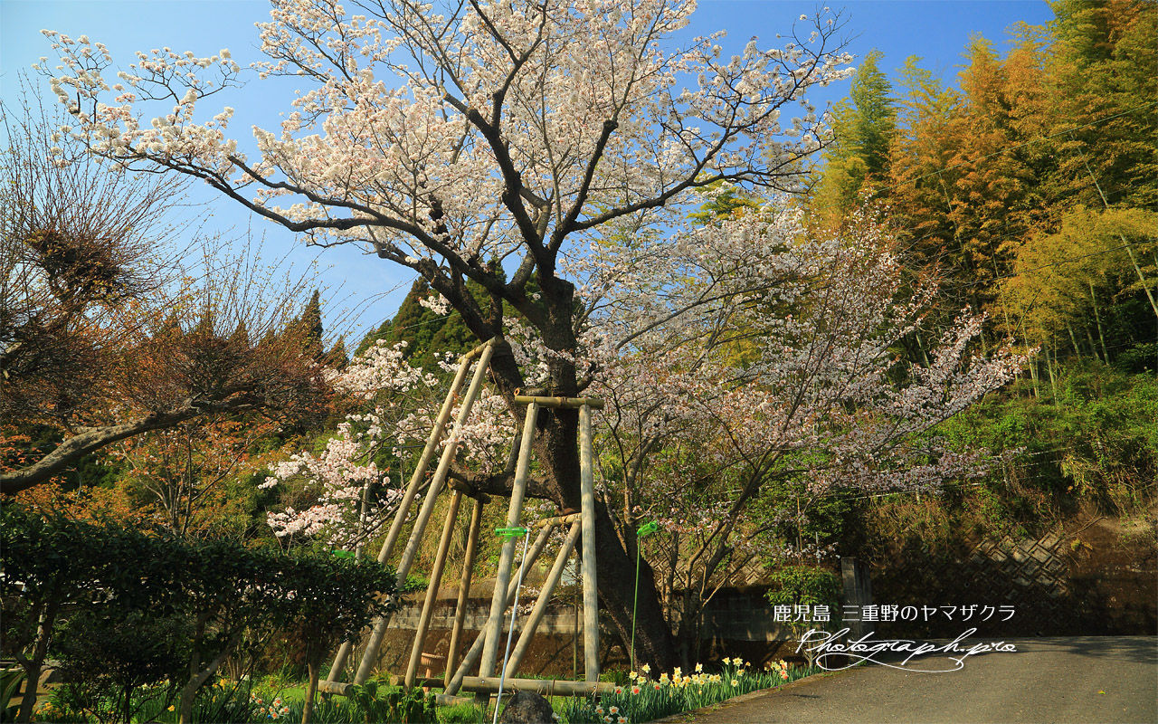 三重野の山桜 壁紙