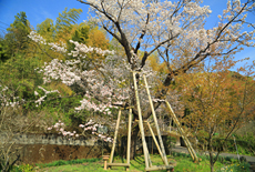 三重野のヤマザクラ