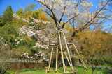 三重野のヤマザクラ