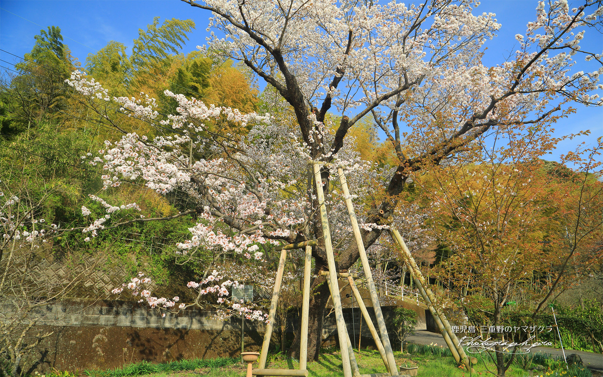 三重野のヤマザクラ