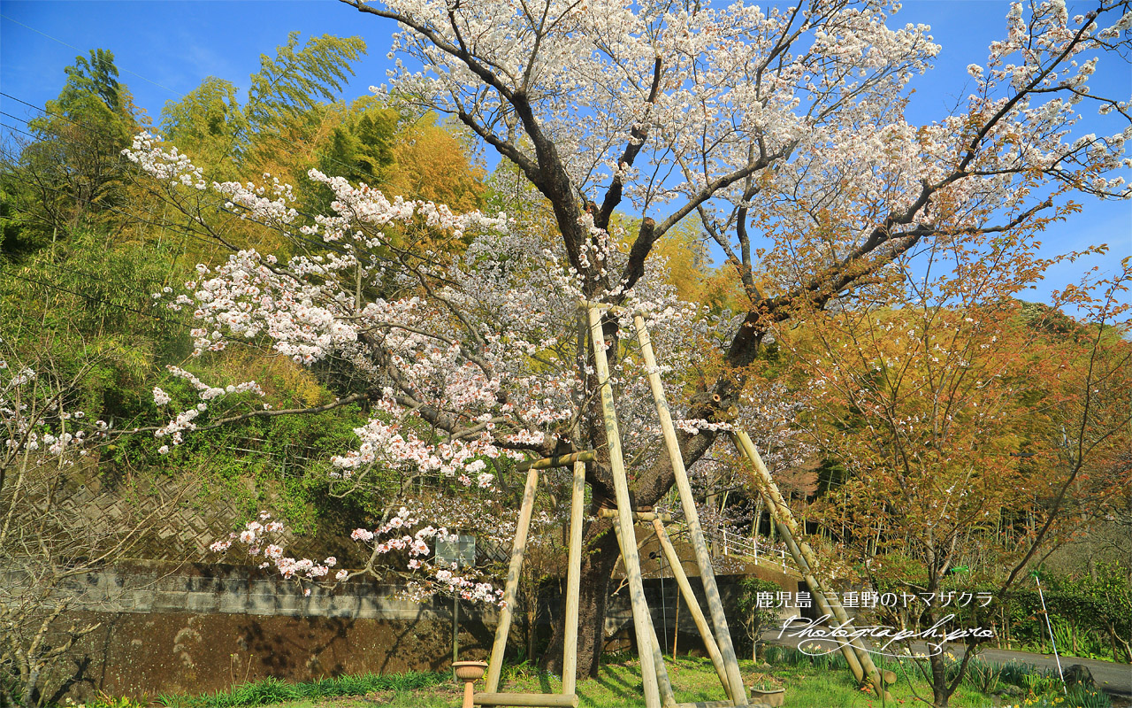 三重野のヤマザクラ 壁紙