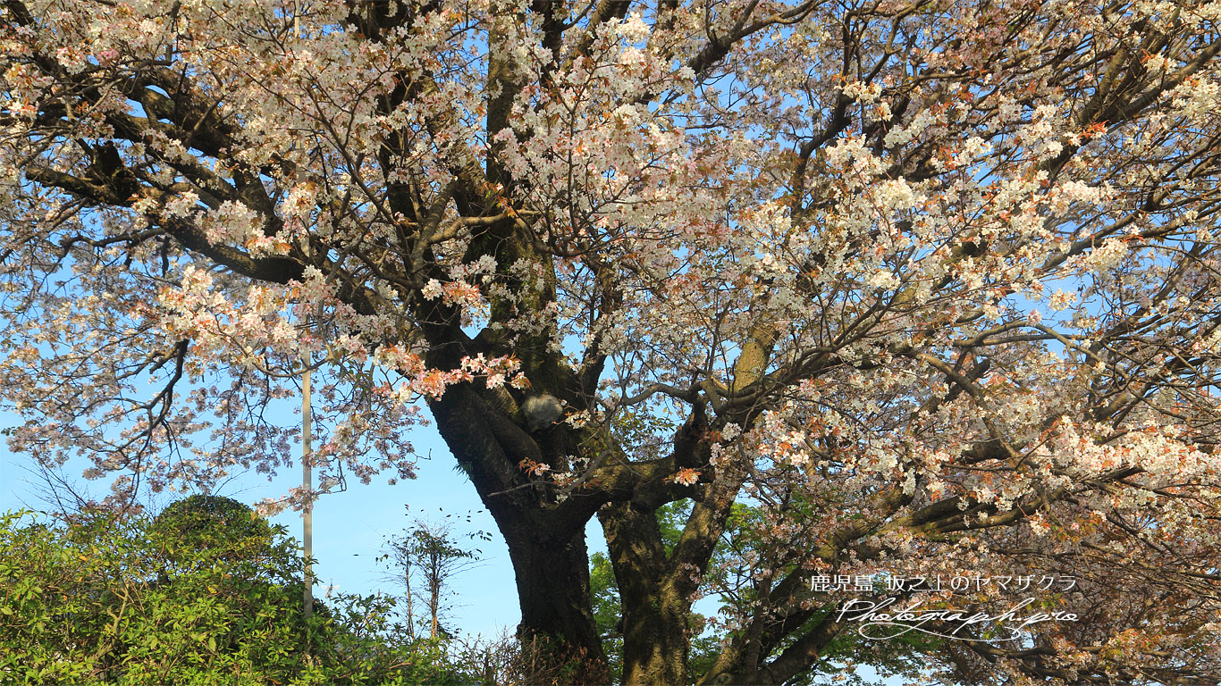 坂之上のヤマザクラ 壁紙
