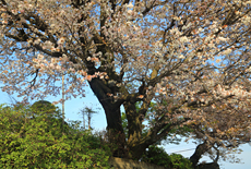 坂之上のヤマザクラ