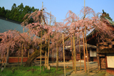 光善寺のしだれ桜