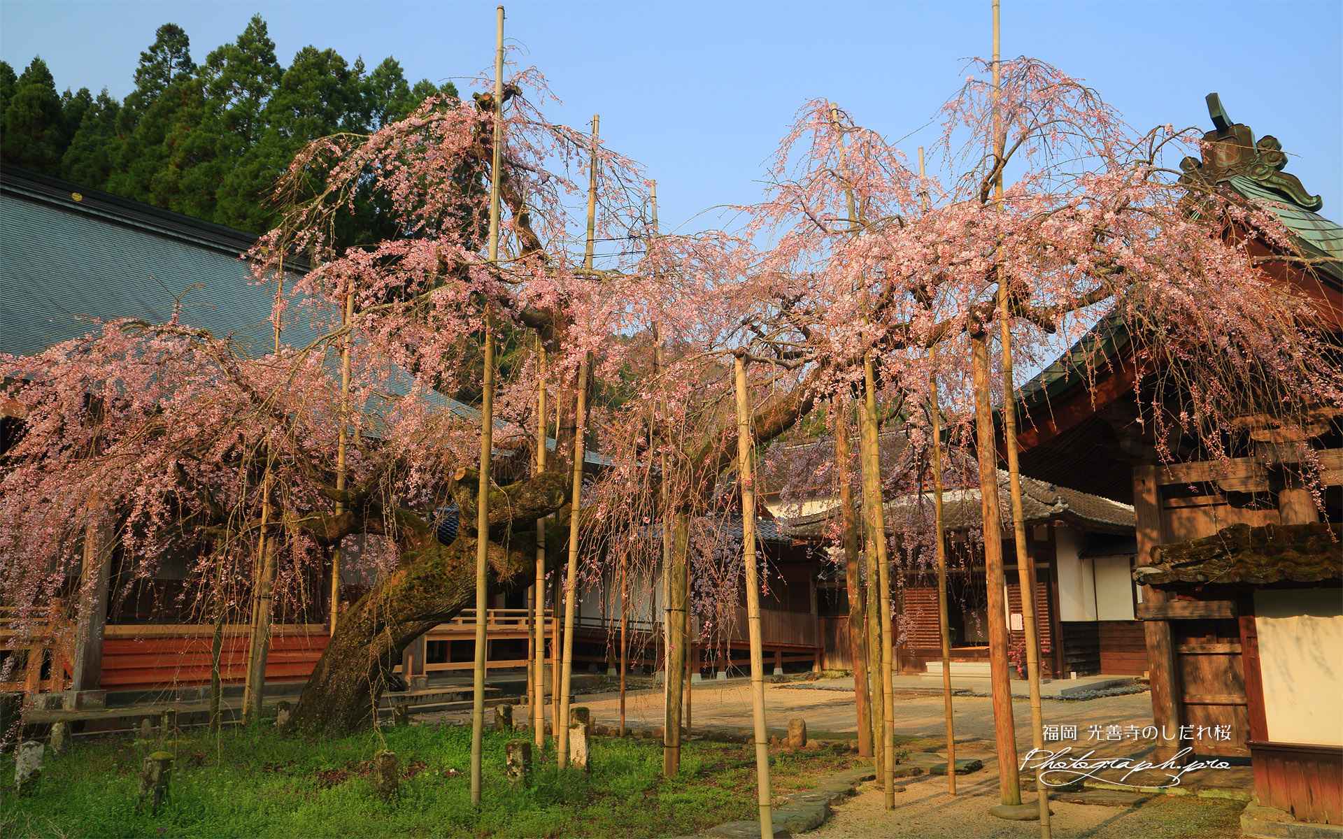 光善寺のしだれ桜