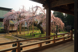 光善寺のしだれ桜