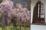 光善寺の枝垂れ桜