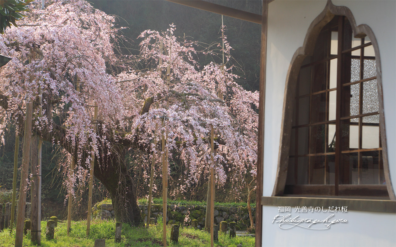 光善寺の枝垂れ桜 壁紙