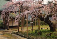 光善寺のしだれ桜