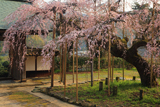 光善寺のしだれ桜