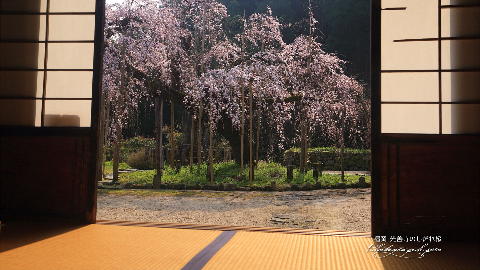光善寺の枝垂桜