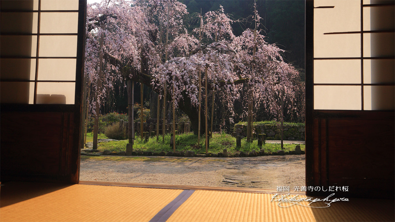 光善寺の枝垂桜 壁紙