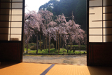 光善寺の枝垂桜
