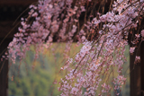 光善寺のしだれ桜