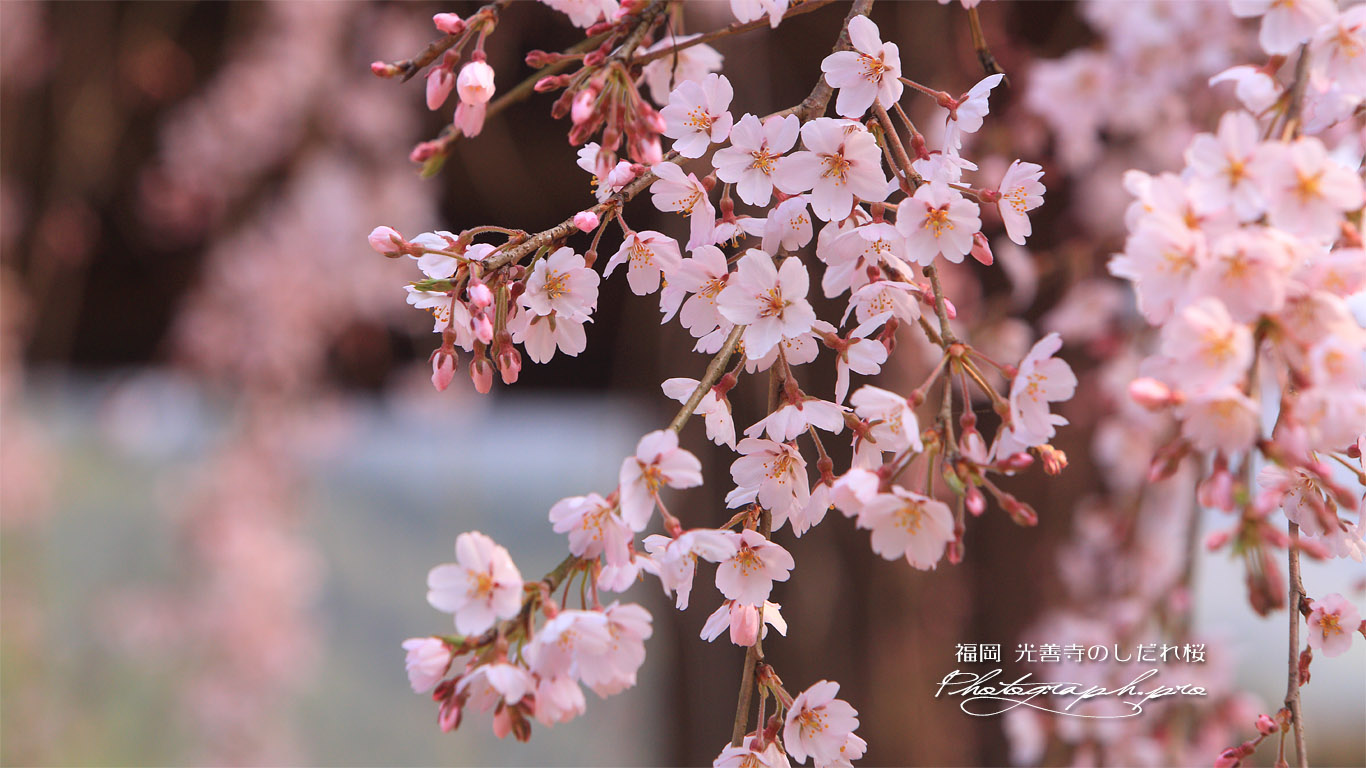 光善寺のしだれ桜 壁紙