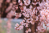 光善寺のしだれ桜