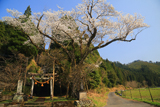 三川内神社の桜