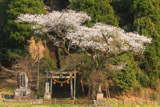 三川内神社のサクラ