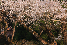 三川内神社の桜