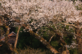 三川内神社の桜