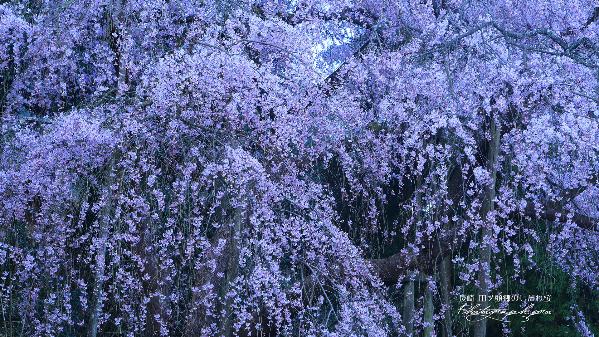 田ノ頭のしだれ桜