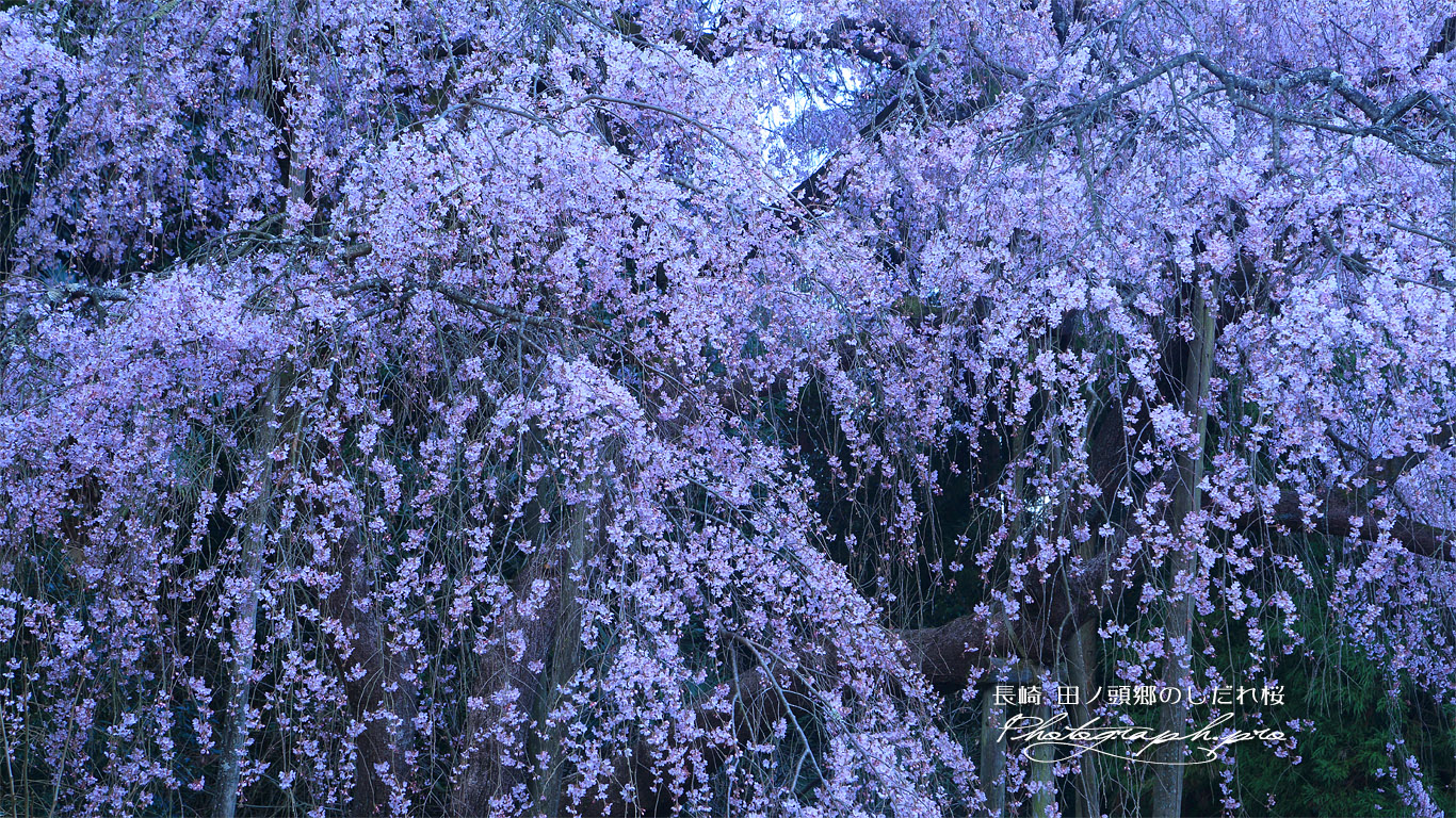 田ノ頭のしだれ桜 壁紙
