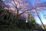 田ノ頭郷のしだれ桜
