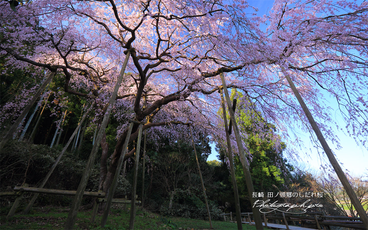 田ノ頭郷のしだれ桜 壁紙