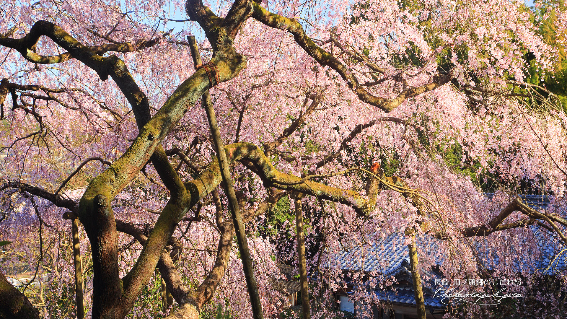 平野家のしだれ桜