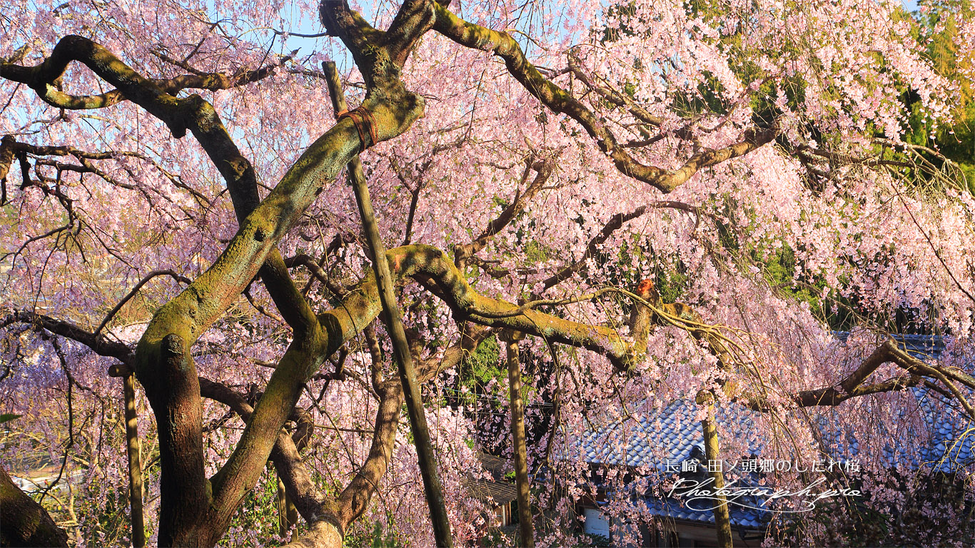 平野家のしだれ桜 壁紙