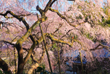 平野家のしだれ桜