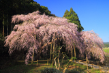 田ノ頭郷のしだれ桜