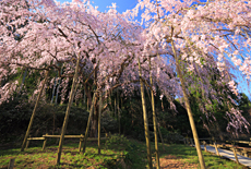田ノ頭郷のしだれ桜