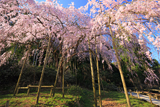 田ノ頭郷のしだれ桜