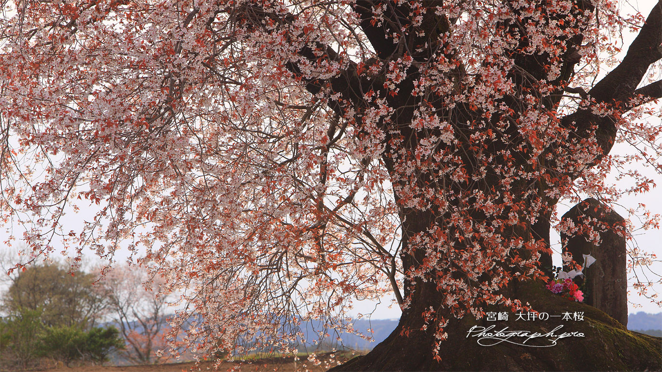大坪の一本桜 壁紙