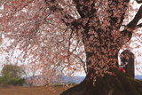 大坪の一本桜