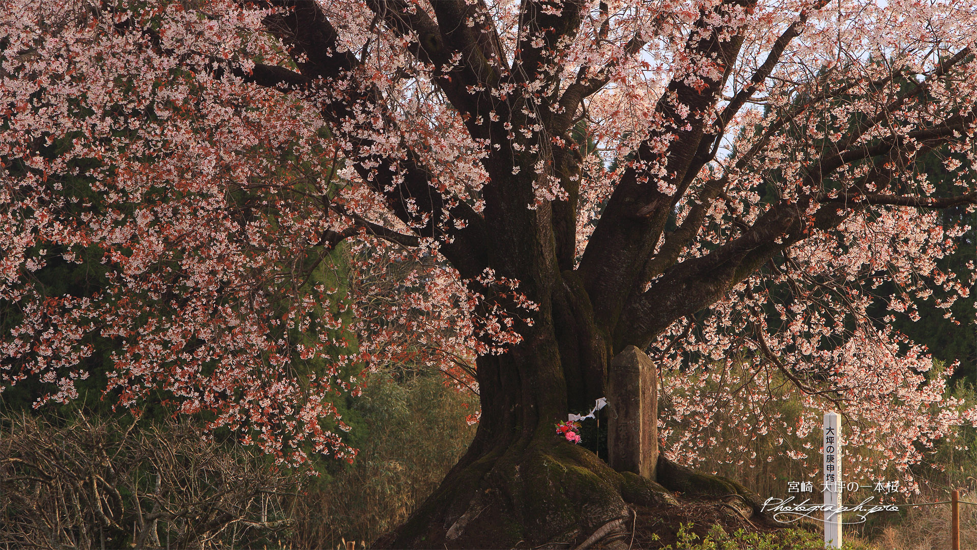 大坪の一本桜