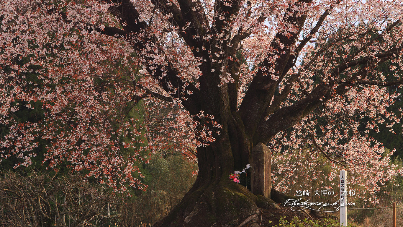 大坪の一本桜 壁紙