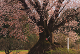 大坪の一本桜
