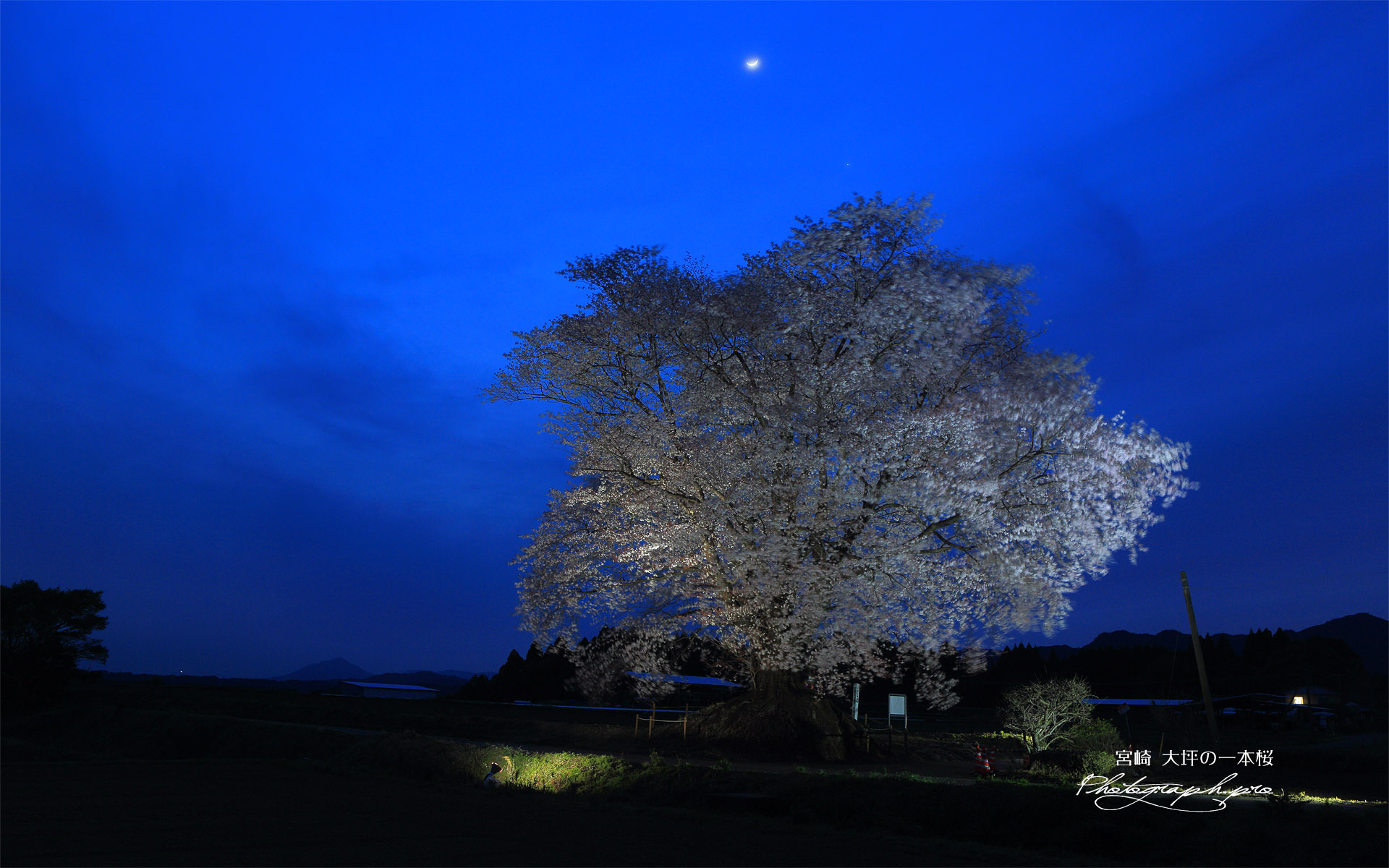 大坪の一本桜