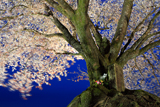 大坪の一本桜