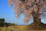 大坪の一本桜