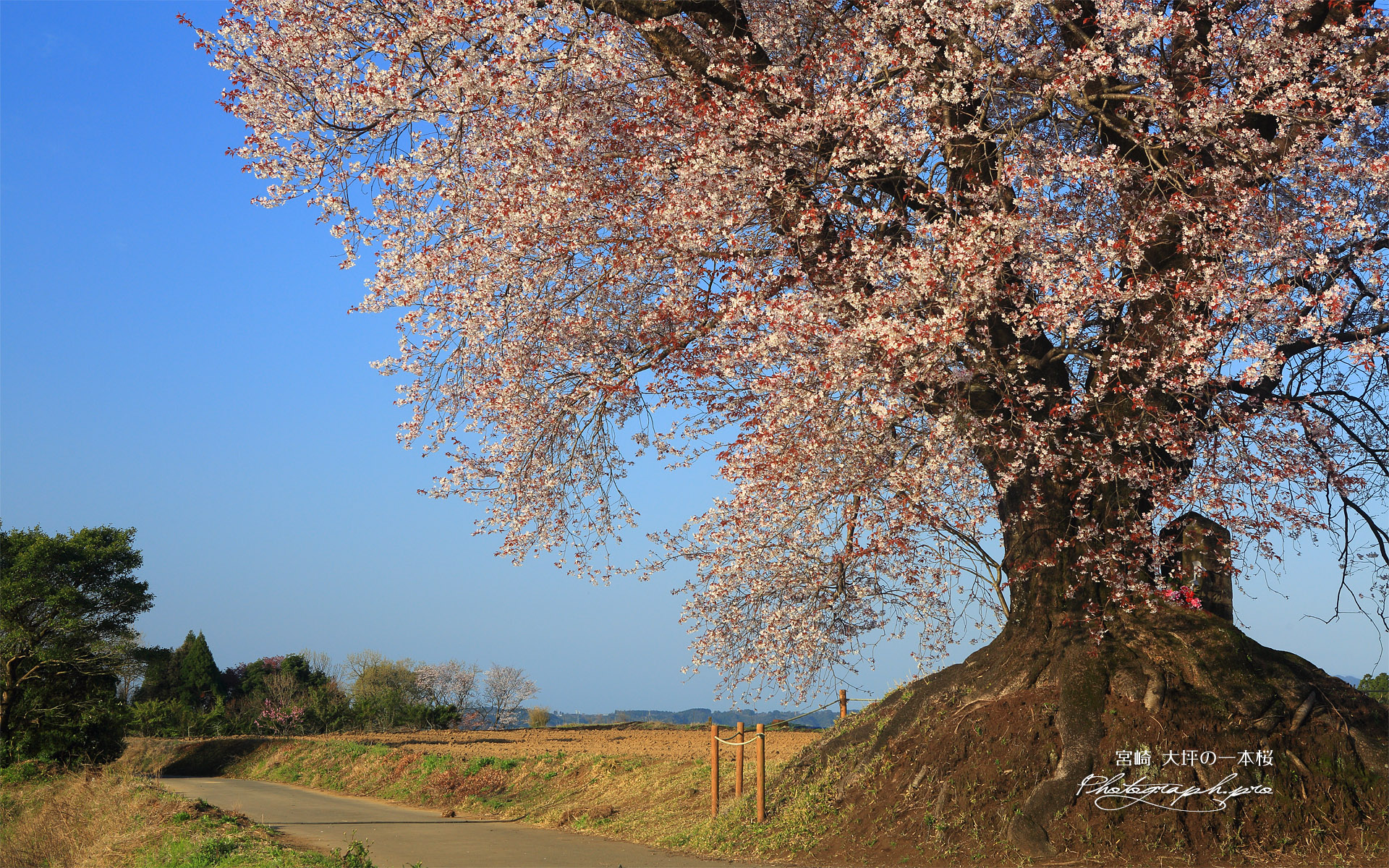 大坪の一本桜