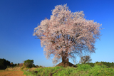 大坪の一本桜