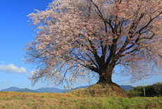大坪の一本桜
