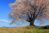 大坪の一本桜