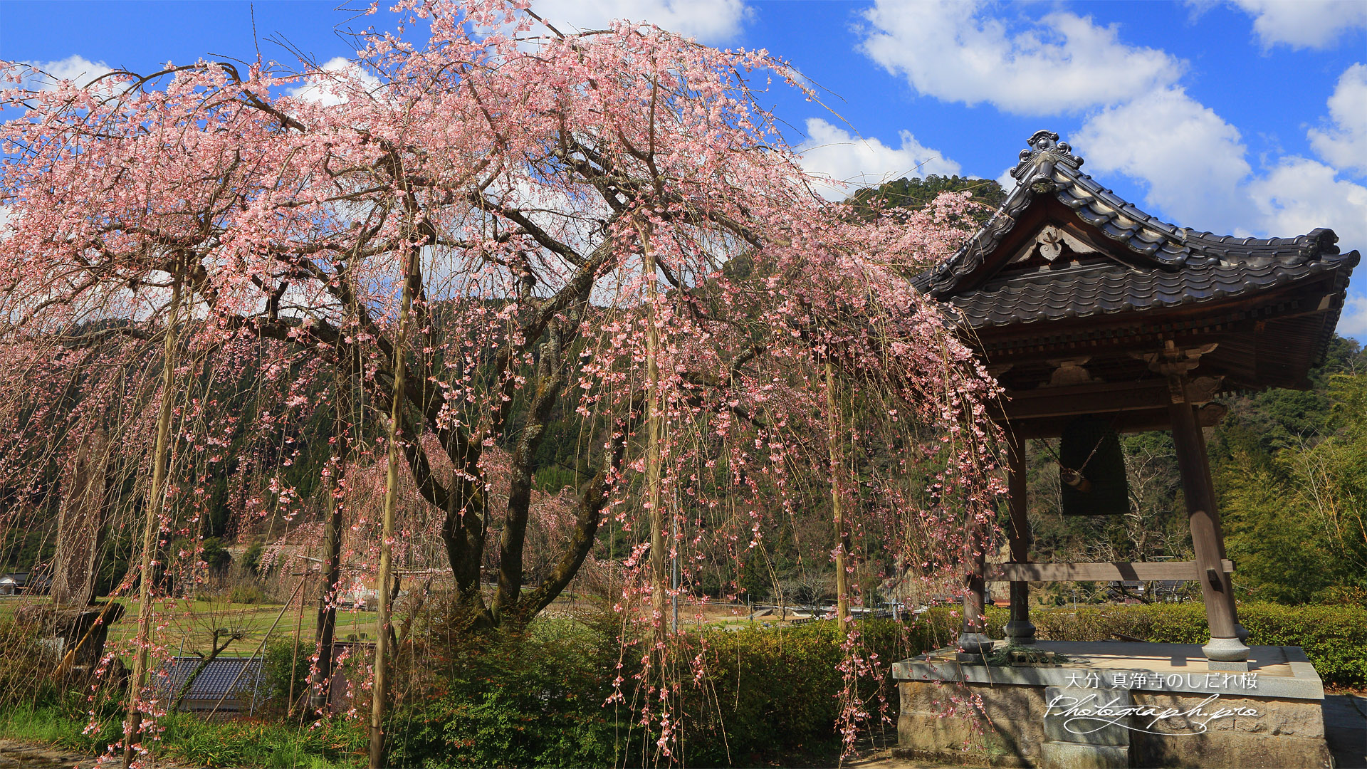 真浄寺のしだれ桜