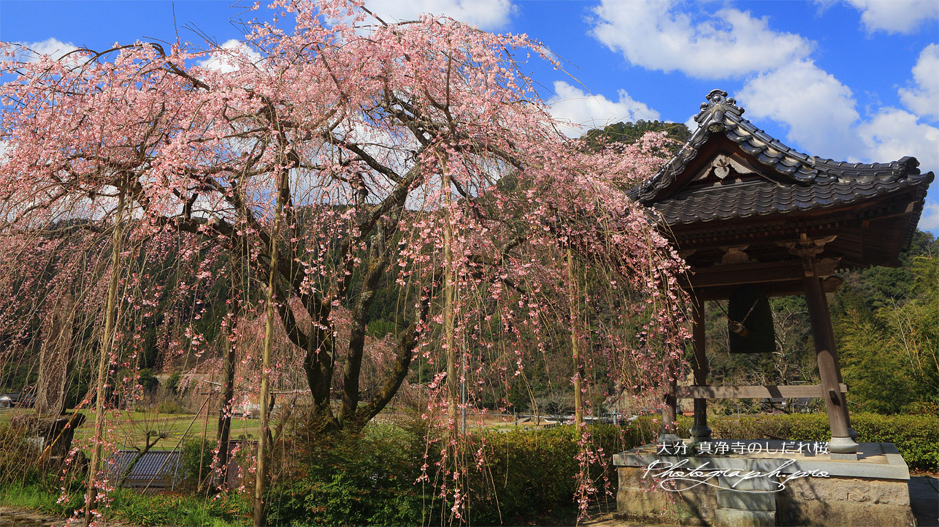 真浄寺のしだれ桜 壁紙
