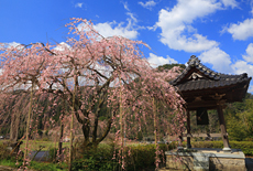 真浄寺のしだれ桜