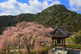 真浄寺のしだれ桜